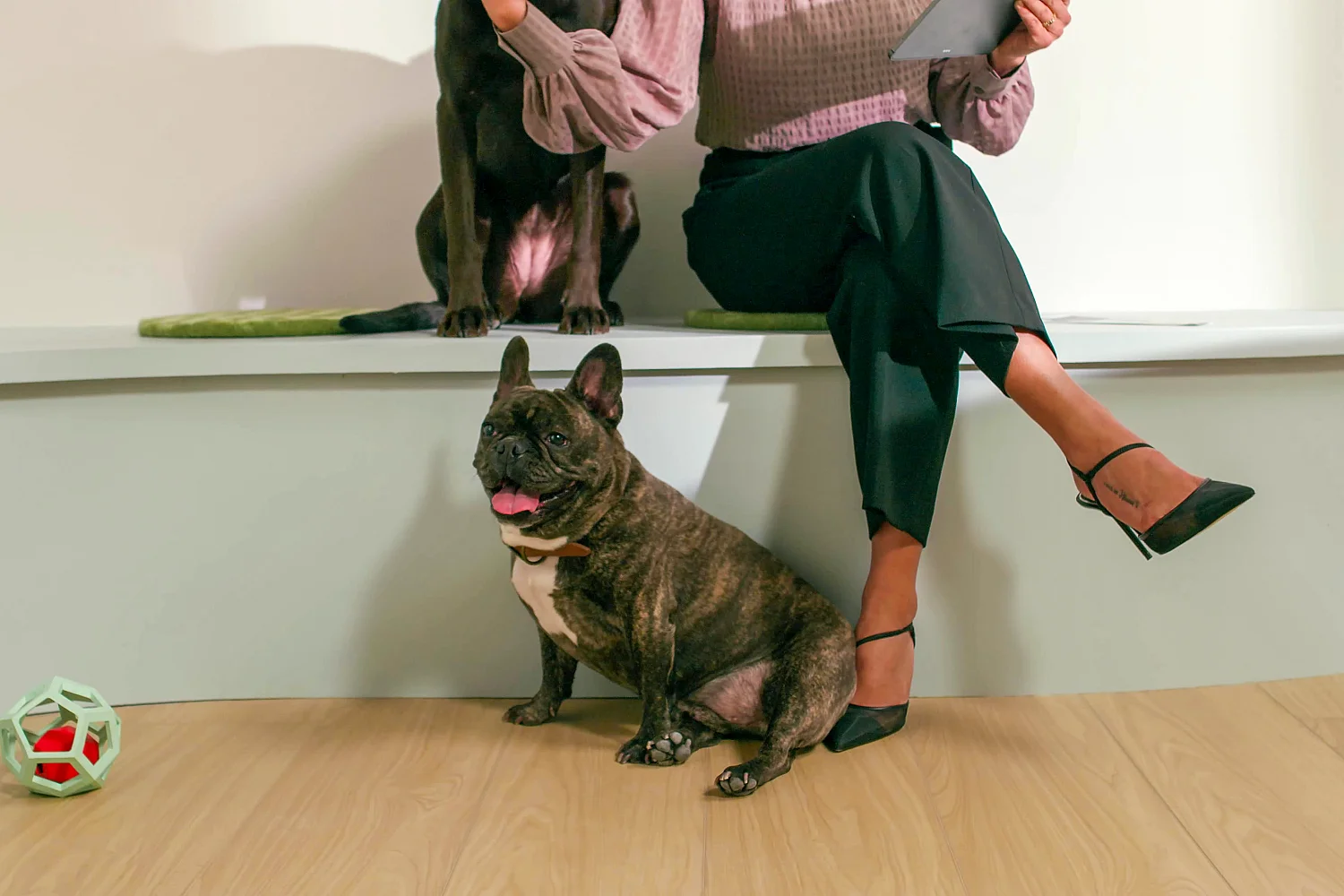 Dogs at home on COREtec wood-look luxury vinyl flooring